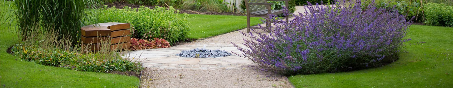 Longfield garden lavender plant